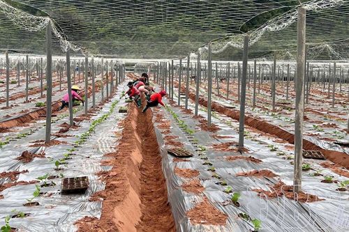 Giữ đất bằng cách làm mới