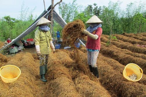 Giá nấm rơm tăng cao