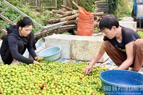Mận cơm vào vụ
