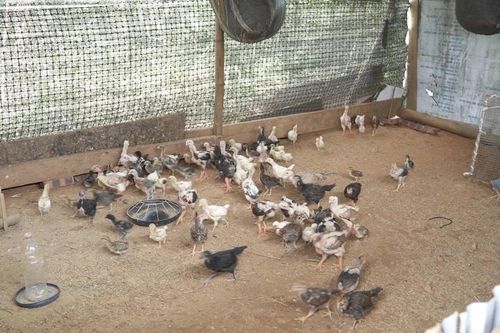 Xã Hạnh Phúc triển khai Nghị quyết 21 về chăn nuôi bền vững