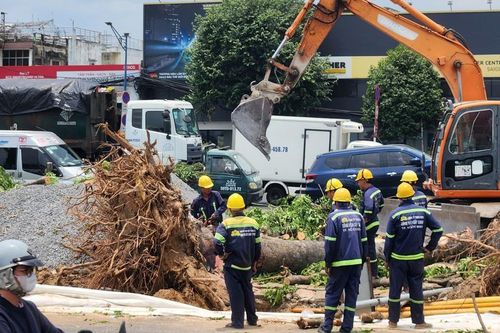 TP.HCM: Di dời, đốn hạ hàng trăm cây xanh để làm ga ngầm metro số 2