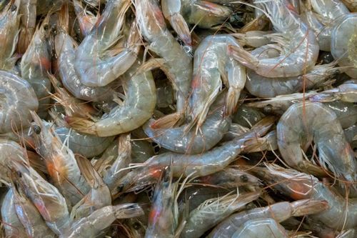 Lần đầu ghi nhận: Virus từ tôm, cua, cá lây sang người và gây tổn thương mắt