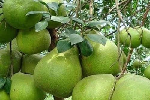 Trái bưởi Việt sẵn sàng chinh phục thị trường Australia
