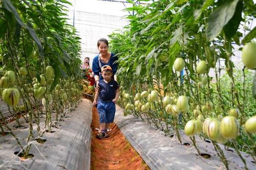 Nông dân Đà Lạt làm 'du lịch xanh'