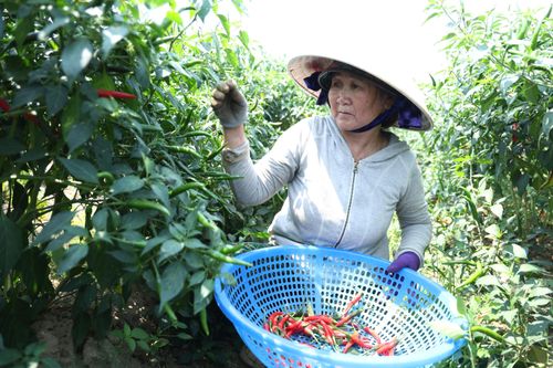 Giá ớt rớt thê thảm, nông dân Quảng Ngãi điêu đứng