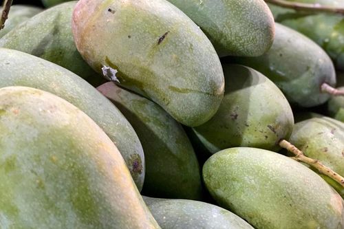 Tiểu thương bật mí cách chọn loại xoài đang 'làm mưa làm gió' thị trường Việt, vừa giòn vừa ngọt, quả nào cũng dày thịt, hạt mỏng dính