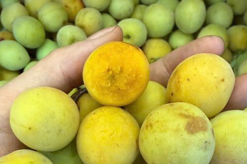 Mùa mơ má đào Mộc Châu: Bí quyết ngâm mơ ngon, không nổi váng, giải nhiệt cả mùa hè