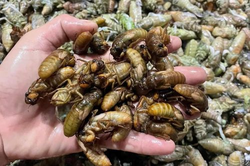 Người TP Huế đêm khuya vào rừng săn 'lộc trời' thu bạc triệu mỗi ngày