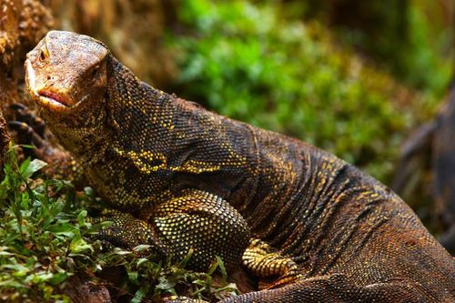 'Báu vật sống' Rồng Komodo trong bài toán giữa bảo tồn và du lịch của Indonesia