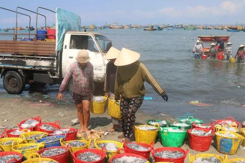 Ngư dân Mũi Né trúng đậm cá cơm
