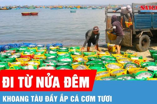 Ngư dân Mũi Né trúng đậm cá cơm