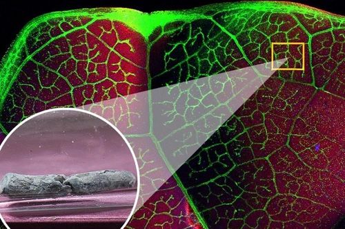 Loài thực vật có thể chiết xuất các kim loại độc hại trong đất