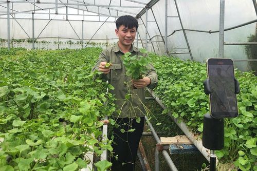 Đổ 3 tỷ rồi trắng tay, 9X Quảng Ninh đổi hướng trồng rau má thu 50 triệu/tháng
