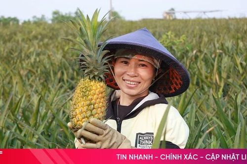 Mùa hái quả ở vựa dứa liên kết xã Kỳ Hoa