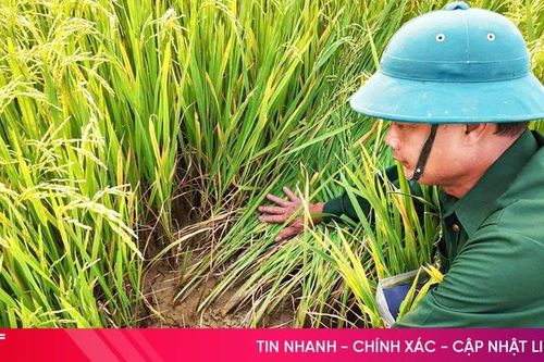 Trạm bơm 'treo vòi' khiến hàng trăm héc-ta lúa đối mặt nguy cơ mất mùa