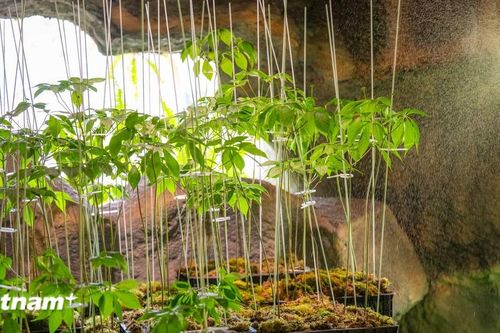 Khám phá thế giới thảo dược liệu độc đáo giữa lòng Gia Lai