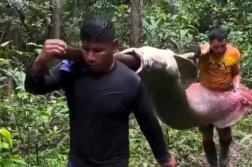 Hai ngư dân bắt được con cá khổng lồ nặng 150kg