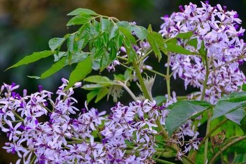 Loài hoa khi vào mùa khiến cơ thể dễ ốm yếu hơn