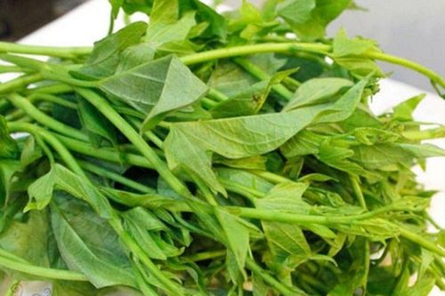 Loại rau tuổi thơ ai cũng từng ăn, giờ thành 'đặc sản ký ức' của một thời nghèo khó
