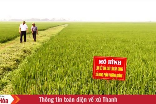 Nơi nông dân liên kết, hợp tác và chia sẻ rủi ro