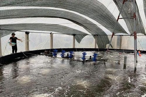 Hoằng Châu phát triển kinh tế, nâng cao thu nhập cho người dân