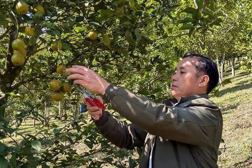 Người đưa 'trái ngọt' lên vùng đất khó