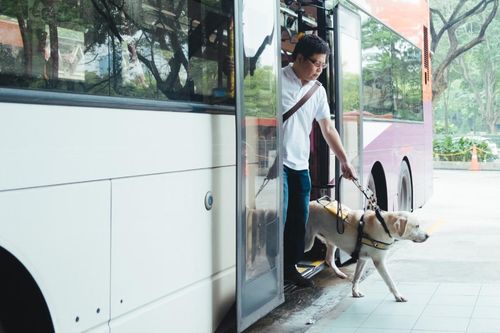 'Hành khách' thú cưng đang định hình lại ngành du lịch và vận chuyển