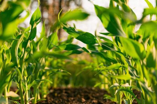 Giá phân bón hôm nay 14/4/2026 đi ngang, DAP cao nhất