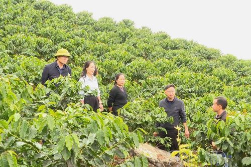 Cà phê trên đất Quài Tở