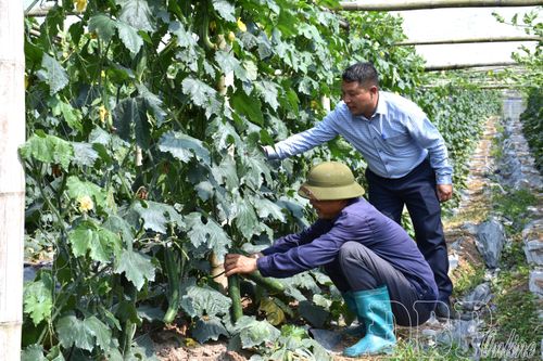 Bí xanh bén rễ đất Nậm Kè