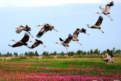 Duyên nợ cùng 'Cánh sếu gọi mùa xuân'