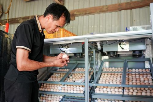 Khoa học chắp cánh cho gà Vạn Linh