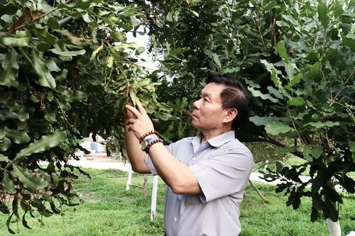 Kinh tế mới ở Lợi bác