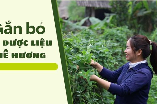 Gắn bó với dược liệu quê hương