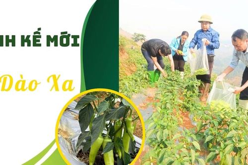 Sinh kế mới ở Dào Xa