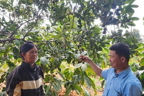 Gieo mắc ca, gặt ấm no nơi bon làng biên giới Quảng Trực