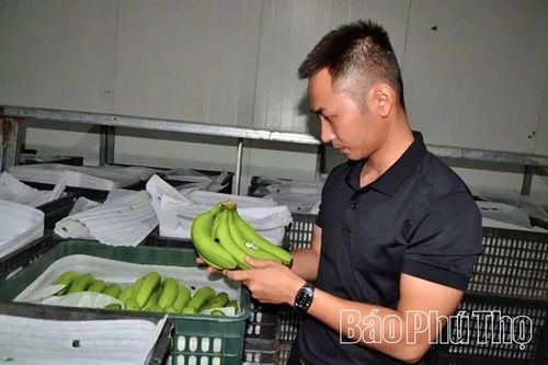 Tiên phong ứng dụng công nghệ cao trong lĩnh vực nông nghiệp