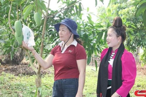 Bao xoài phục vụ xuất khẩu