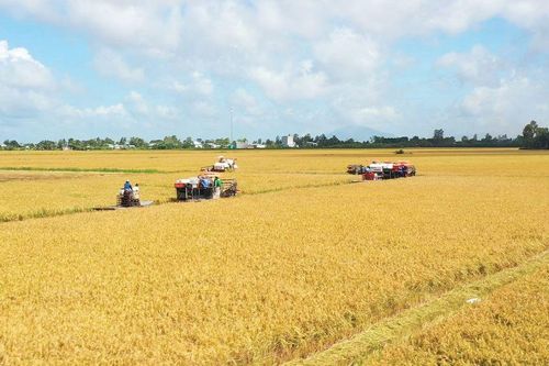 Góc nhìn văn hóa 'Canh nông vi bản': ĐBSCL và bước ngoặt 1 triệu ha lúa chất lượng cao, phát thải thấp