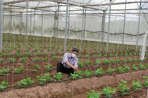 Từ áp lực chi phí đến lợi thế cạnh tranh: HTX 'xoay trục' xanh