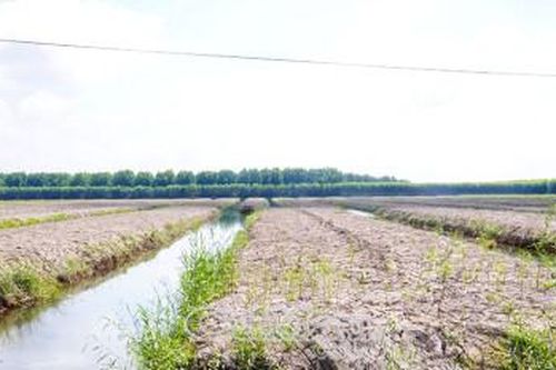 U Minh Hạ mùa giáp hạt