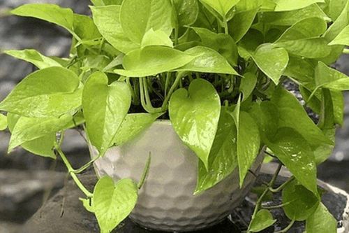 Hãy trồng ngay một cây trầu bà trong nhà bạn từ hôm nay