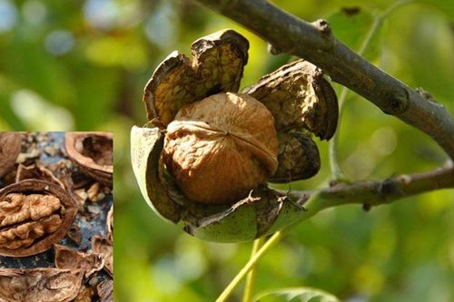 Loại hạt từng bị bỏ quên ở Việt Nam, nay được thế giới xếp vào top tốt nhất, ví như 'vàng' cho sức khỏe