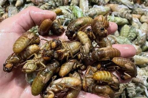 Loài côn trùng báo hè hóa 'đặc sản', được xem là 'lộc trời', giá lên tới hàng trăm nghìn/kg