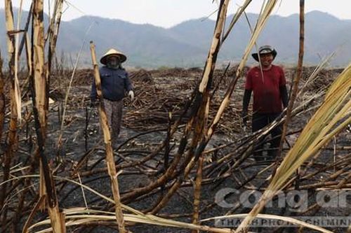 Hiện trường cánh đồng mía 28 héc-ta bị cháy rụi, người dân thất thần
