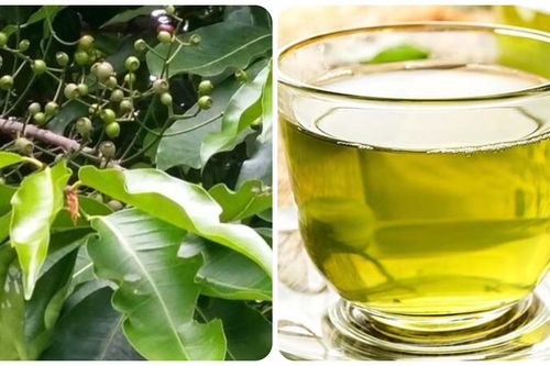 Uống nước lá vối tươi có tác dụng gì?