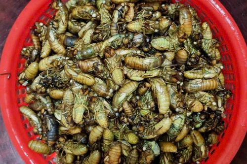 Dân vùng cao TP Huế đêm khuya vào rừng săn 'lộc trời' thu bạc triệu mỗi ngày