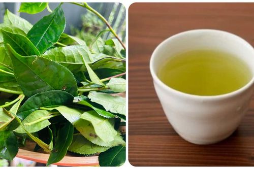 Những người không nên uống nước chè xanh