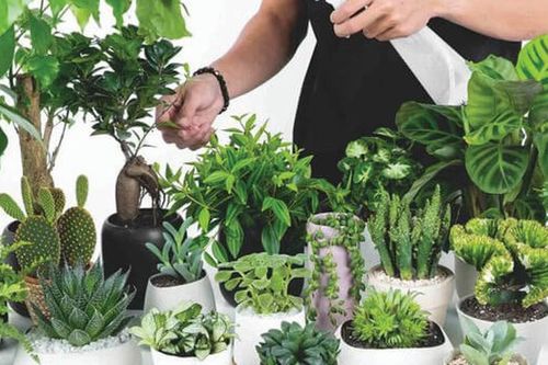 Nhà bạn có âm khí, đừng lo, hãy trồng ngay loại cây này để trừ tà, tránh xui xẻo