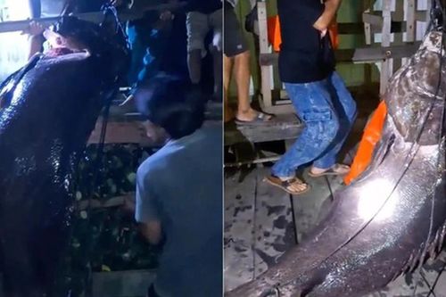 Ngư dân bắt được cá mú khổng lồ nặng hơn 100kg trên biển